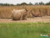 rykowisko-20130049