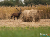 rykowisko-20130050