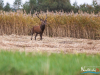 rykowisko-20130051