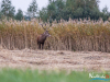rykowisko-20130052