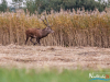 rykowisko-20130053