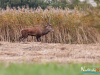 rykowisko-20130054