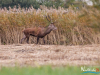rykowisko-20130055