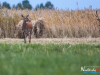 rykowisko-20130056