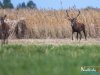 rykowisko-20130057