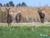 rykowisko-20130058