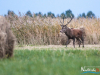 rykowisko-20130059