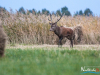 rykowisko-20130060