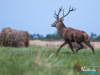 rykowisko-20130062
