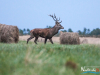 rykowisko-20130063