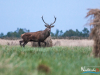 rykowisko-20130064