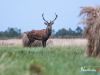 rykowisko-20130065