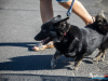 1518img_3973