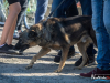 1519img_3981
