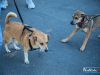 1525img_4027