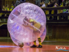 1732img_5261_12_10_2016