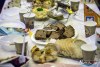 1105IMG_2532