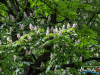 1351img_4512