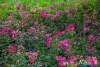 0937IMG_8971
