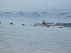 0853IMG_8290_wynik