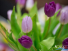 1555img_0160