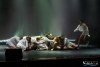 HMIMG_2905