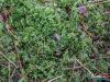 1129_img_7786