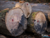 0836img_0737