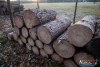 1542IMG_4591