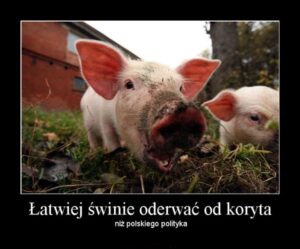 swinia-2