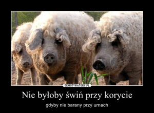 swinie-przy-korycie