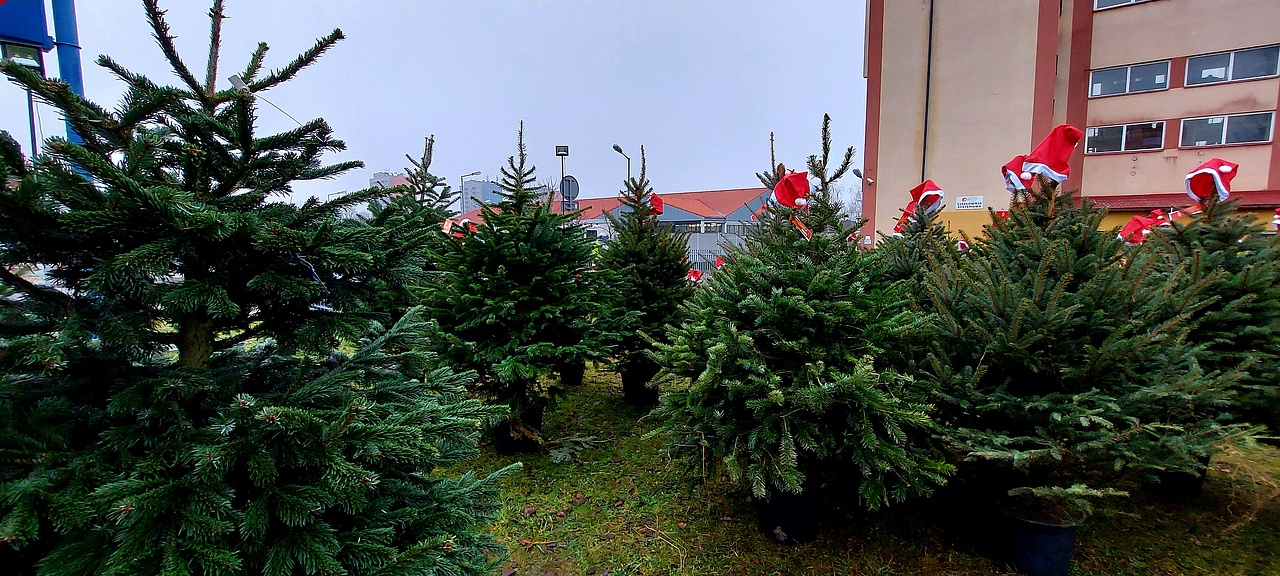 Świąteczne choinki czekają! Gospodarstwo Ale–Choinki zaprasza do swoich punktów sprzedaży
