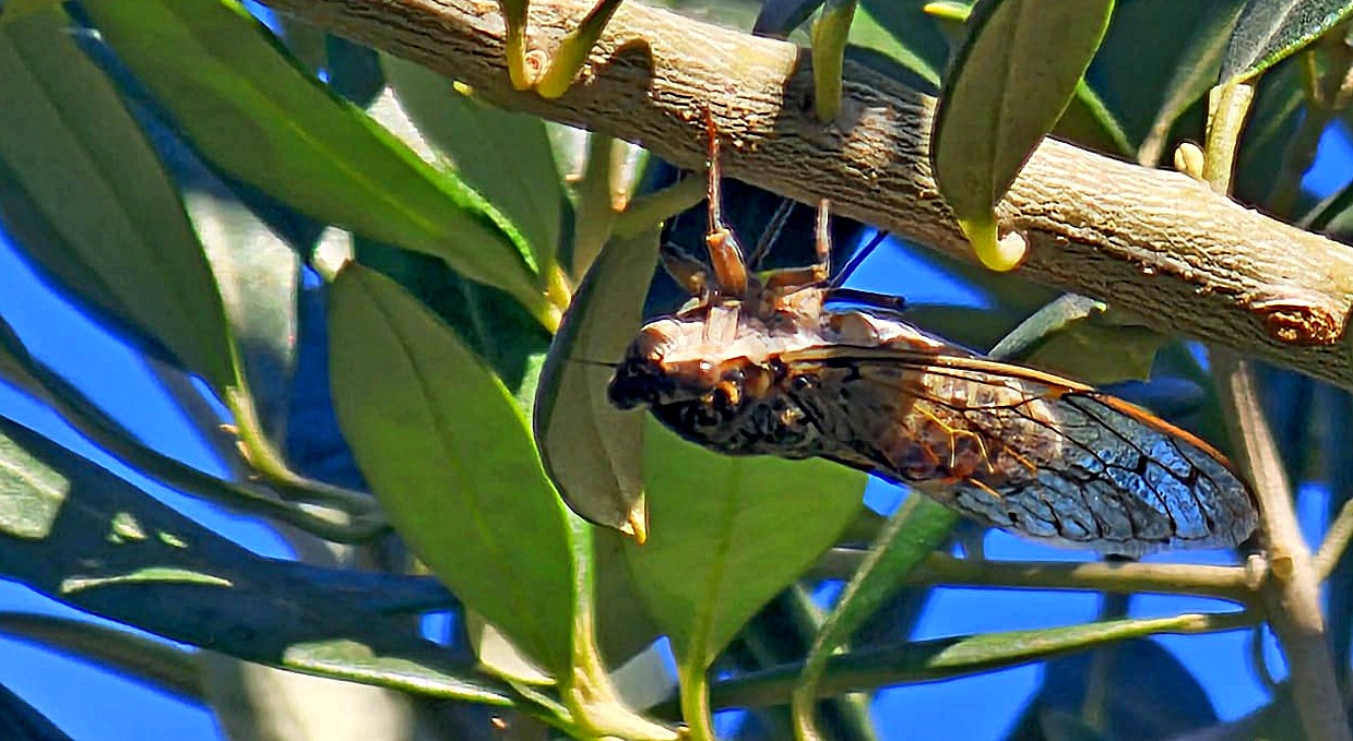 Cykada w Tarnobrzegu! Niezwykły gość z południa odwiedził Miechocin